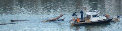 Unfouling tree entangled buoy